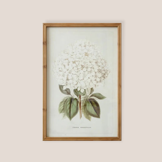 Framed Print - White Hydrangea - Hollow Way Home